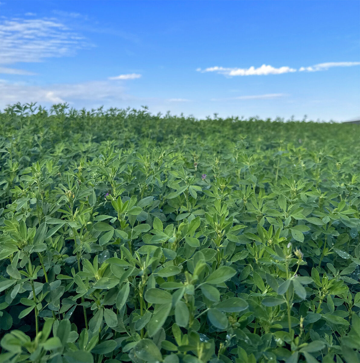 Alfalfa hay for sale in California