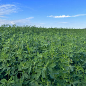 Alfalfa hay for sale in California