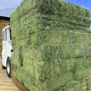 Load of beautiful alfalfa orchard grass mix for sale