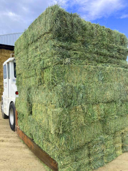 Load of beautiful alfalfa orchard grass mix for sale
