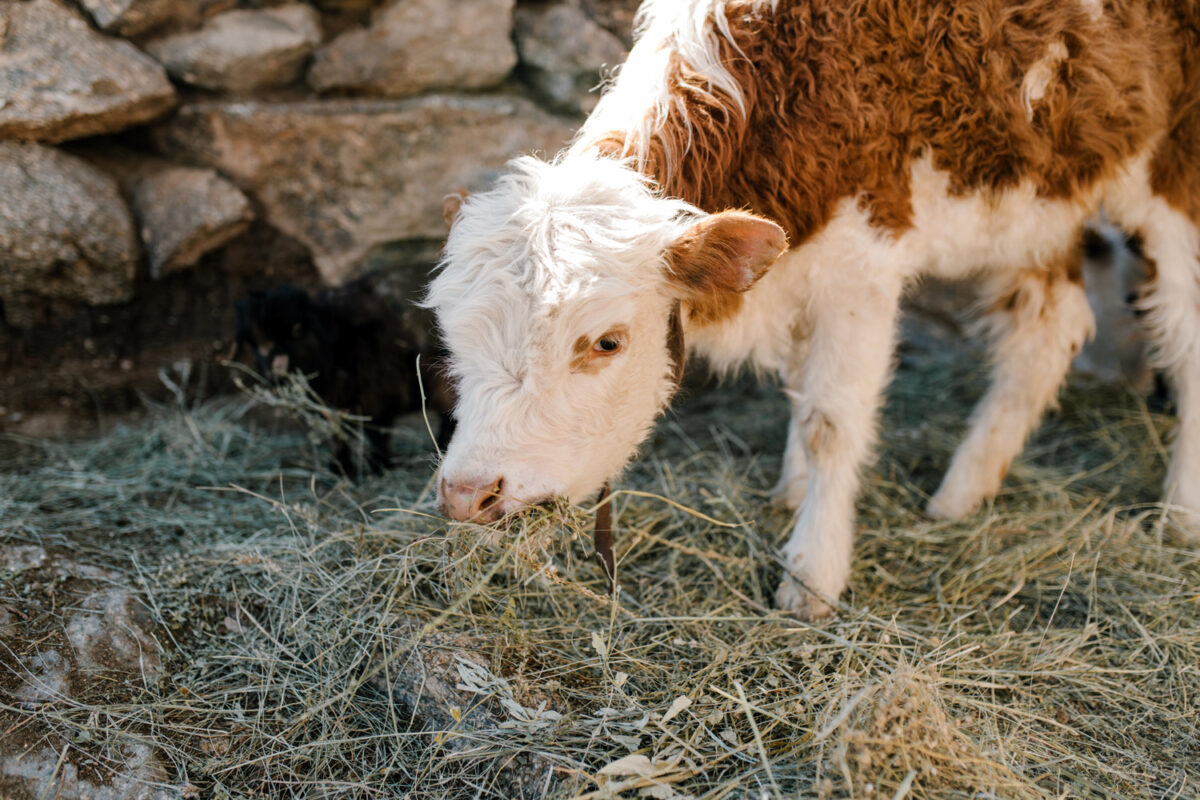 Young cow eating hay