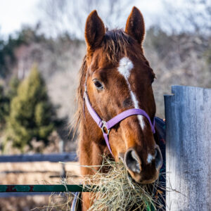 Hay for Horses