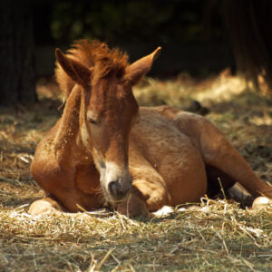Horse laying in straw horse bedding
