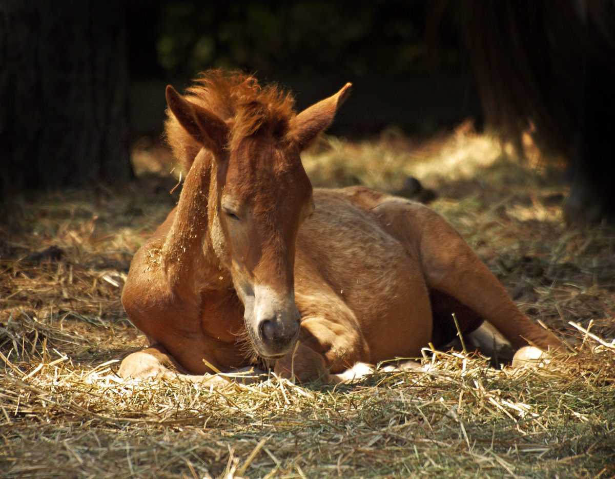 Horse laying in straw horse bedding