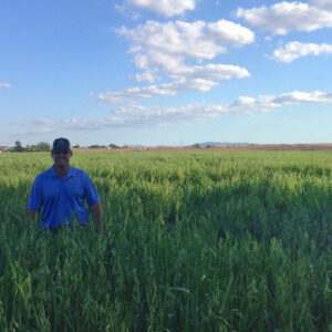 Field of Oat Hay for Horse Feed