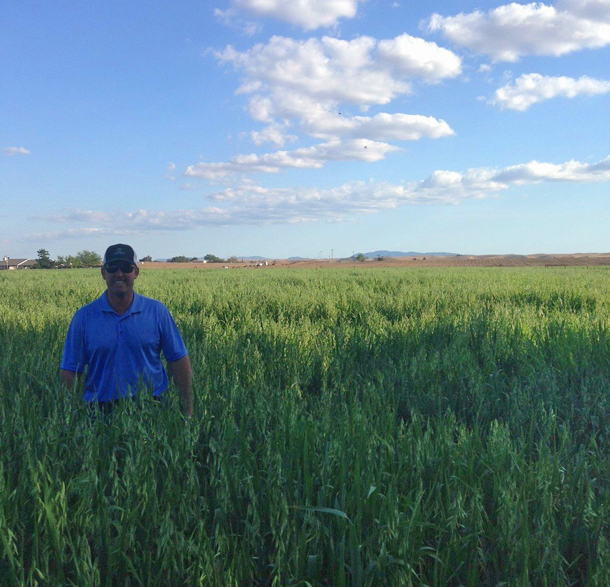 Field of Oat Hay for Horse Feed