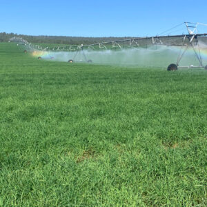 Orchard Grass for sale in California