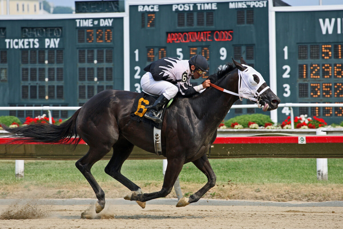 Performance horses like race horses need high energy hay