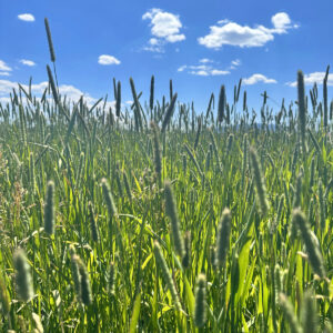 Timothy hay for sale in California