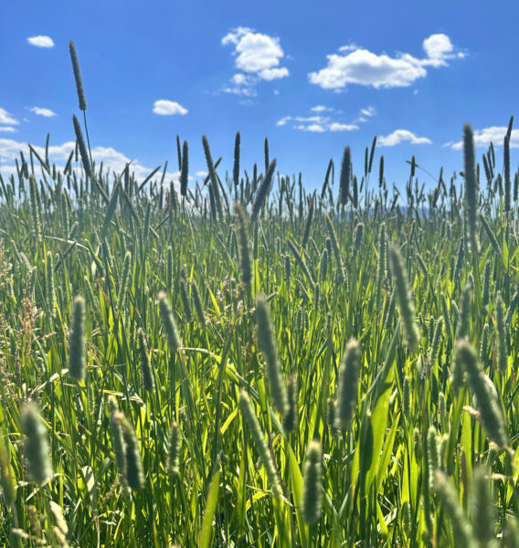 Timothy hay for sale in California