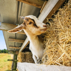 Hay for goats in California