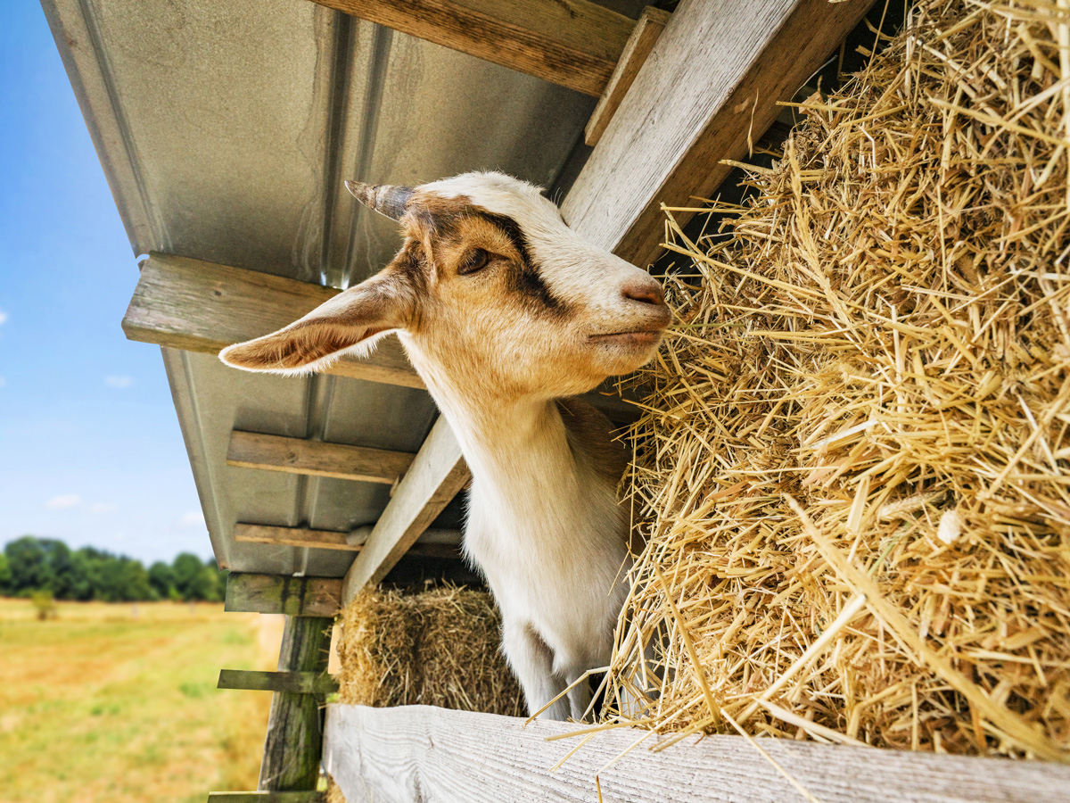 Hay for goats in California