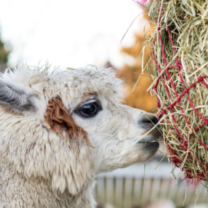 Hay for Alpacas and llamas in California
