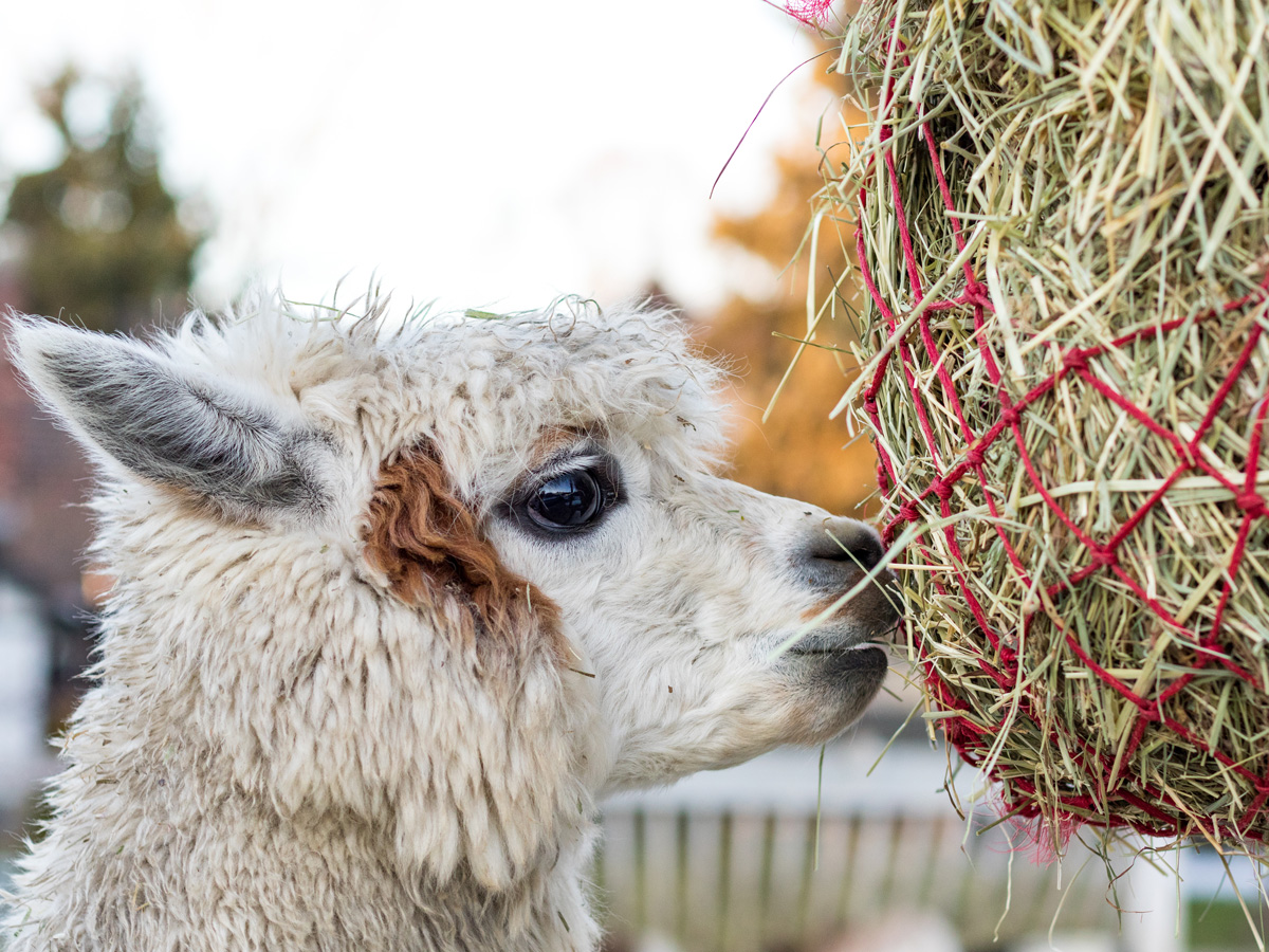 Hay for Alpacas and llamas in California