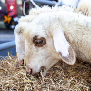 Hay for Sheep in California