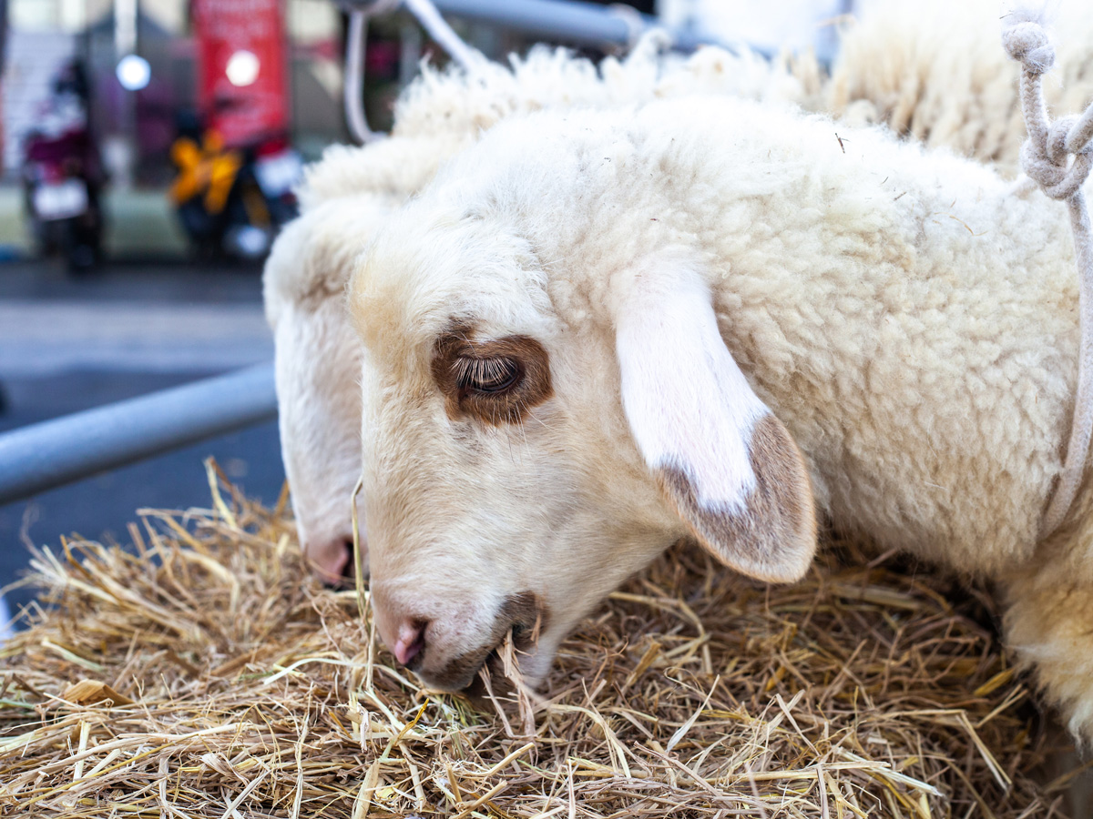 Hay for Sheep in California