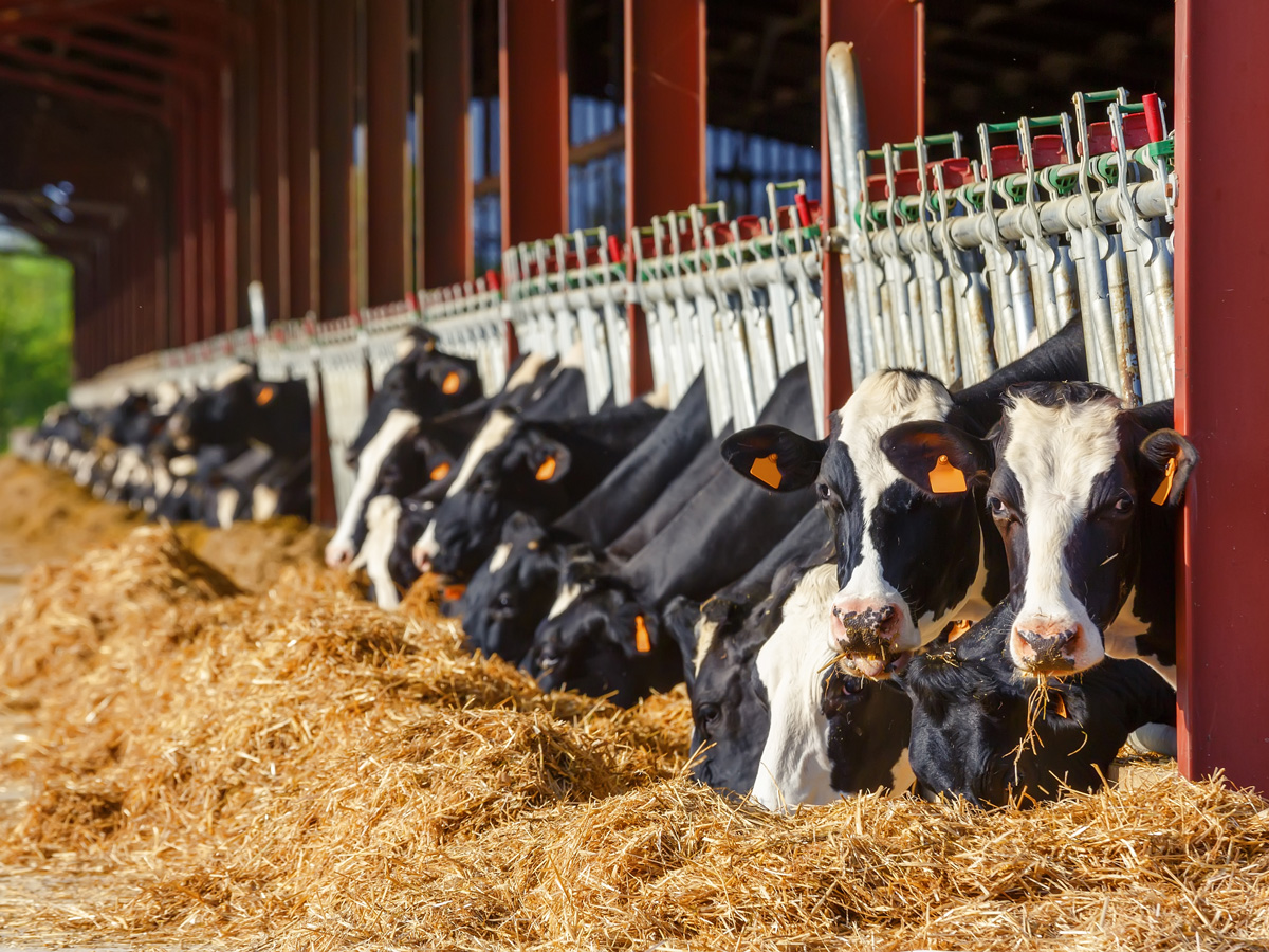 Cow hay for sale in California